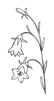 Раскраска колокольчик цветок