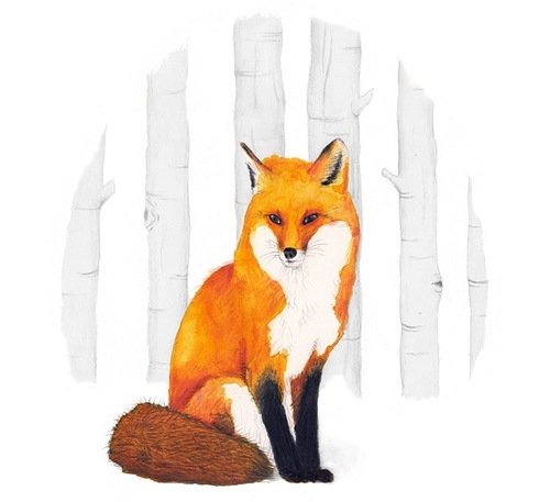 Лис сидит рисунок