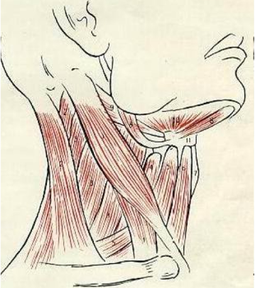 Мышцы шеи для рисования