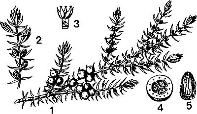 Можжевельник обыкновенный казацкий карандашом