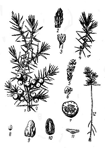 Можжевельник Сибирский