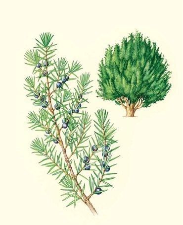 Можжевельник обыкновенная Ботаническая иллюстрация