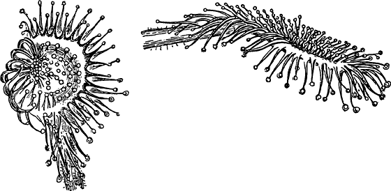 Венерина мухоловка акварель