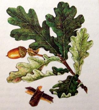 Дуб черешчатый ГФ