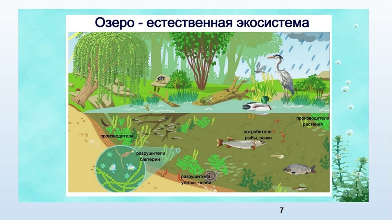 Биоценоз реки схема