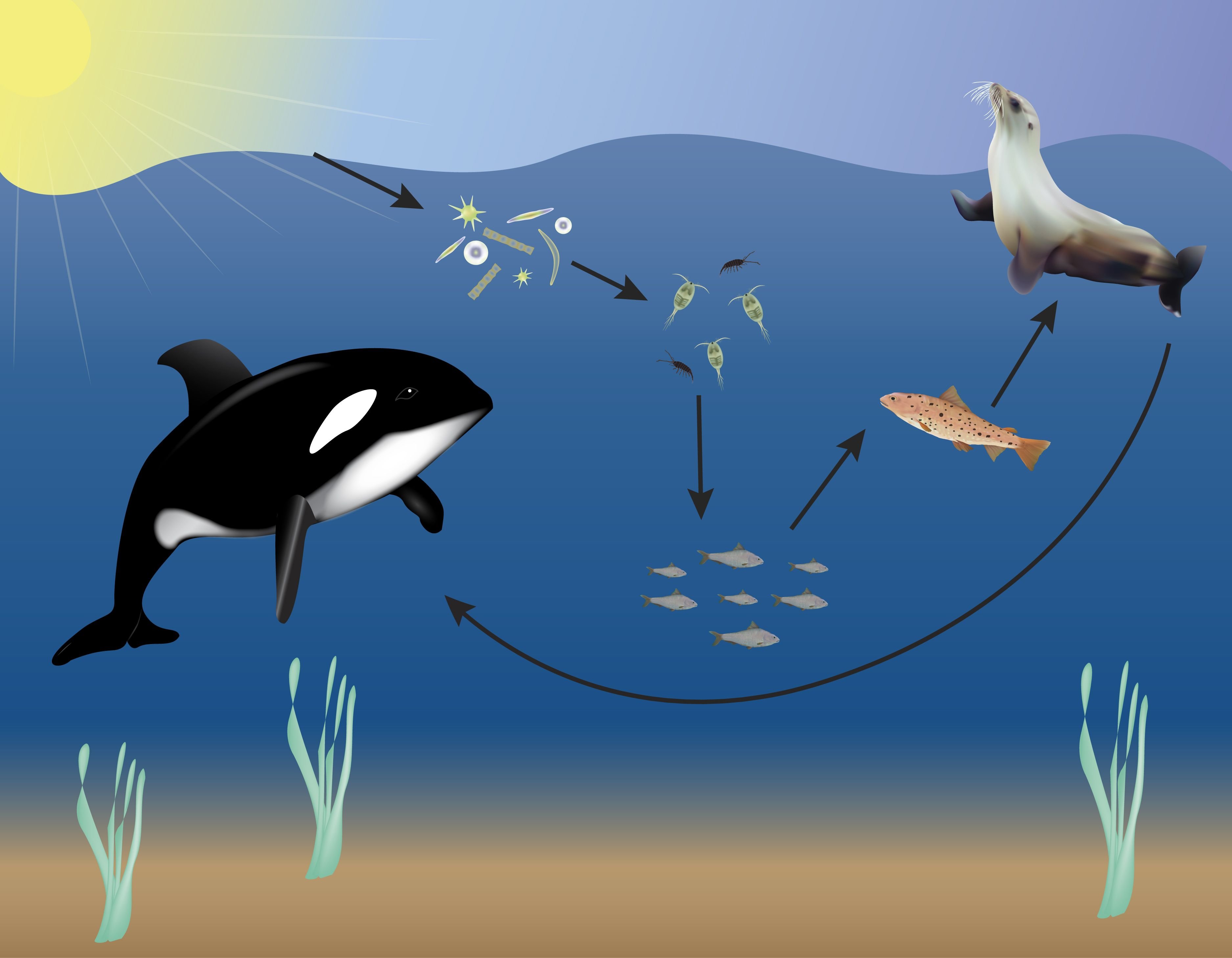 Обитатели морских экосистем