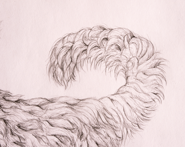 Нарисовать шерсть