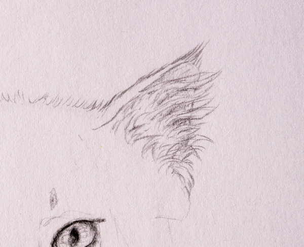 Зарисовать шерсть зверей