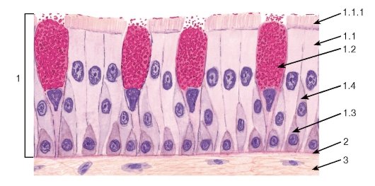 Ультрустуктура рестнитчатого эпителиоцита