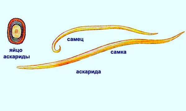 Строение аскариды человеческой рисунок