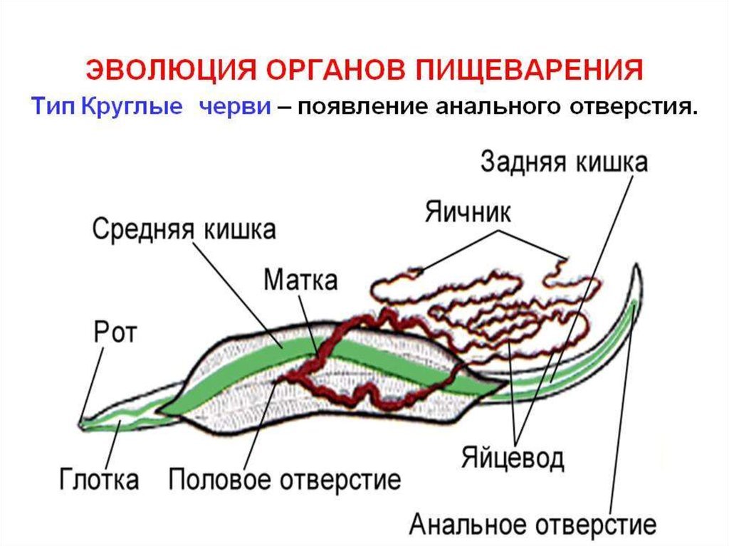 Круглые черви рисунок. Система пищеварения круглых червей. Кровеносная система человеческой аскариды.