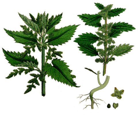 Листья крапивы двудомной