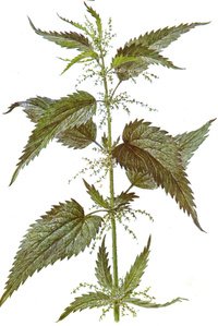 Крапива двудомная Ботаническая