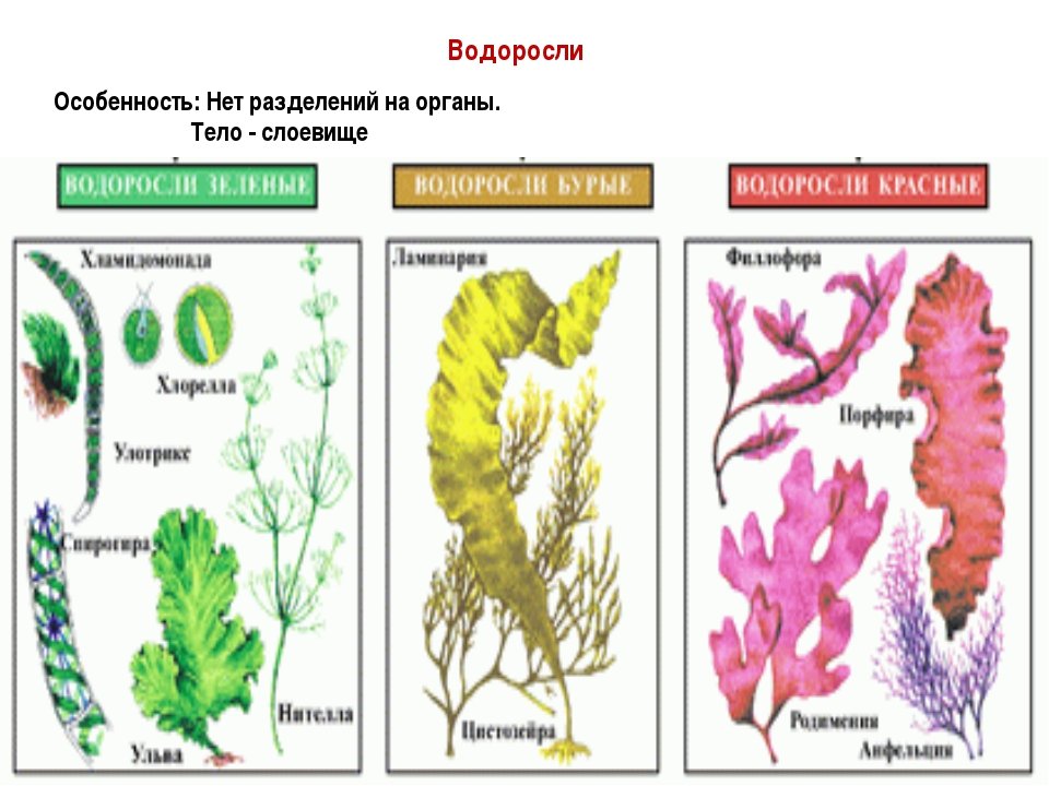 Отделы водорослей примеры. Представители водорослей 5 класс биология. Многоклеточные бурые водоросли. Бурую, красную, многоклеточную зеленую водоросли. Многоклеточные бурые водоросли названия.