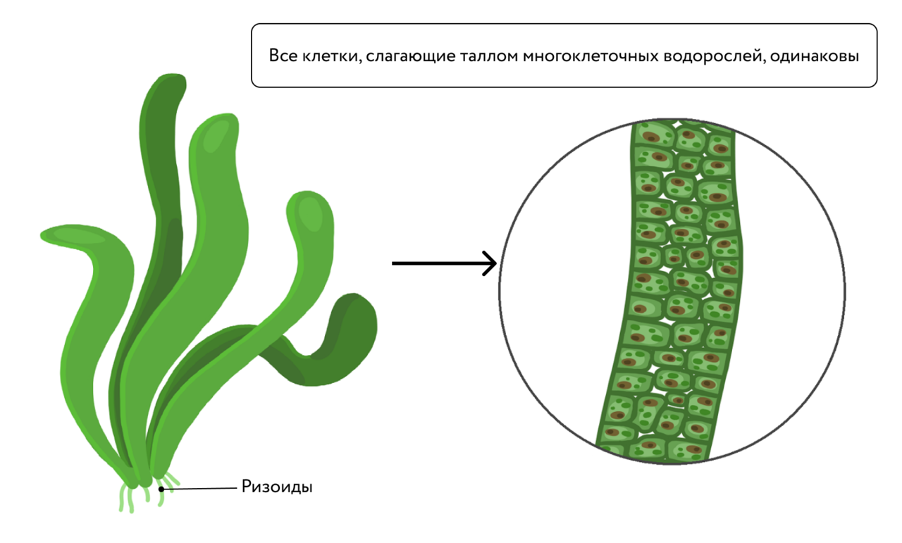 Клетка бурой водоросли. Строение водоросли ламинарии. Строение таллома бурых водорослей. Ризоиды многоклеточных водорослей это. Зеленые водоросли структура таллома.