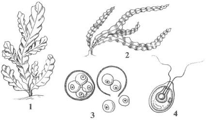 Многоклеточные водоросли зеленые бурые красные