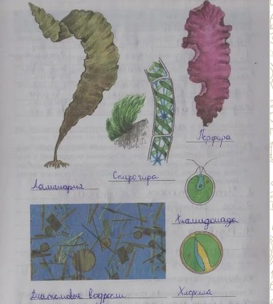 Многоклеточные зеленые водоросли улотрикс