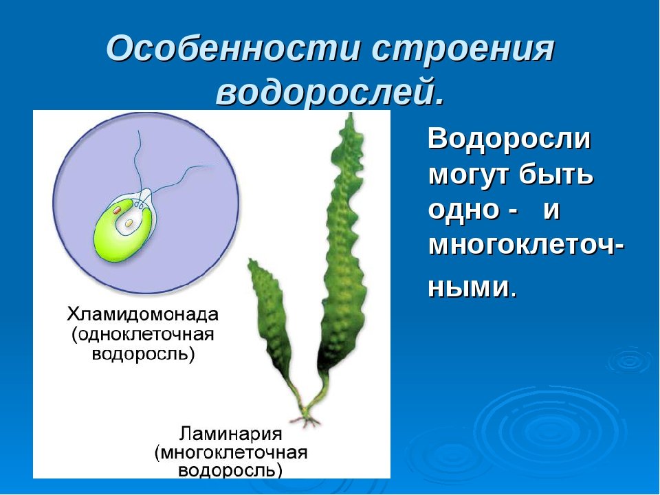 Многоклеточные водоросли состоят из большого числа. Строение водорослей 5 класс биология. Строение слоевища водорослей. Строение таллома водорослей. Строение водоросли ламинарии.