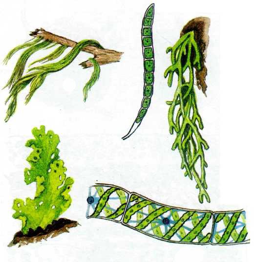 Многообразие водорослей рисунок