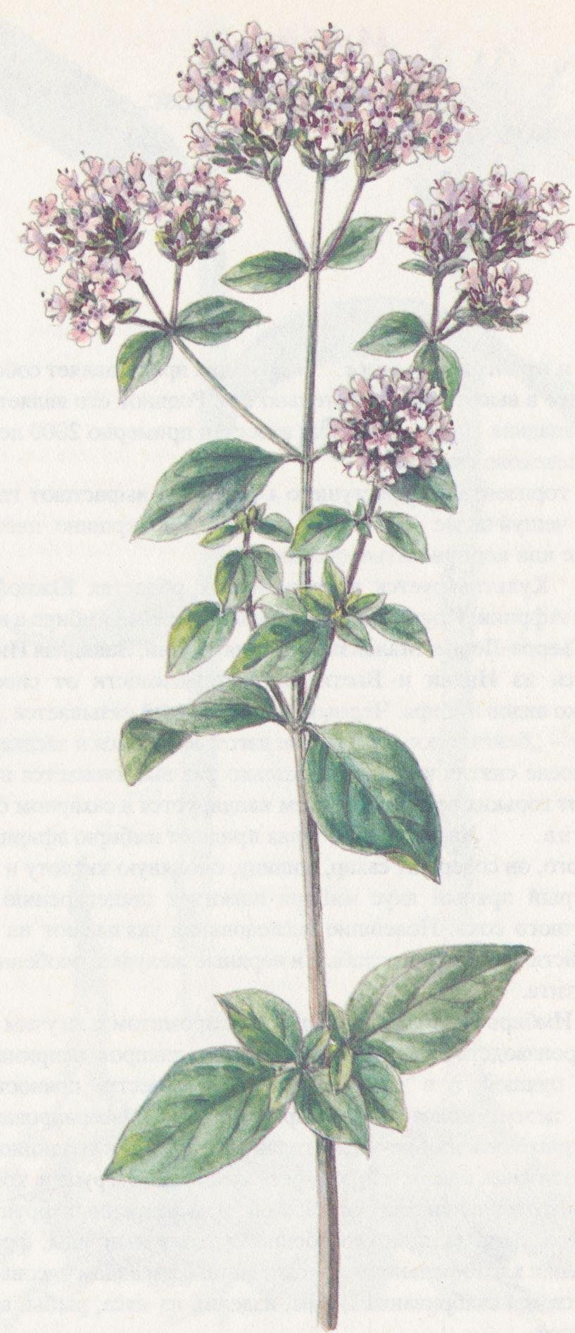 Душица Ботаническая иллюстрация