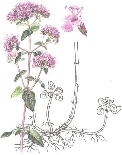 Душица обыкновенная вектор