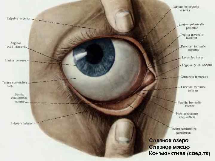 Нижний мешок глаза. Строение глаза конъюнктивальный мешок. Конъюнктивит мешок конъюнктивальный. Анатомия век конъюнктивы и слезного аппарата. Конъюнктивальный мешок анатомия.