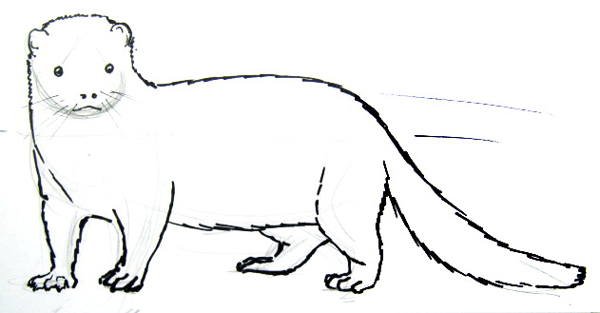 Европейская норка нарисовать