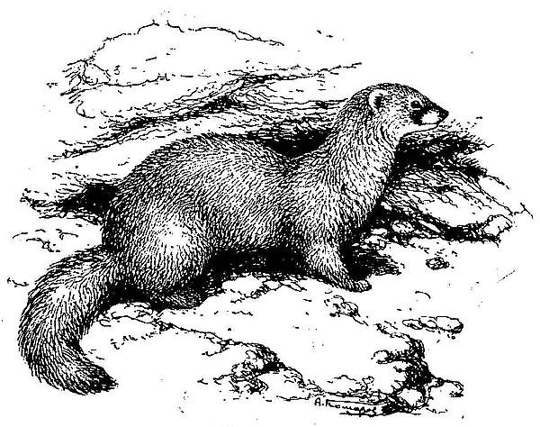 Кавказская европейская норка рисунок