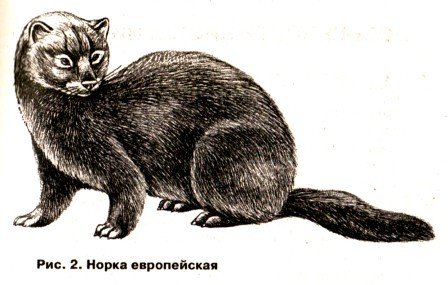 Норка раскраска