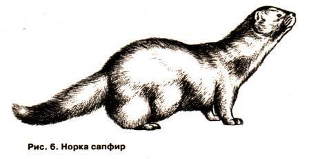 Как рисуется европейская норка