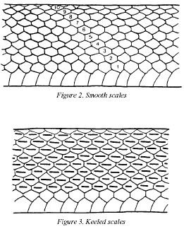 Змеиная чешуя рисунок