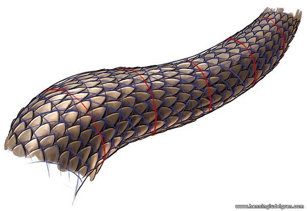 Хвост Чешуйчатая змея