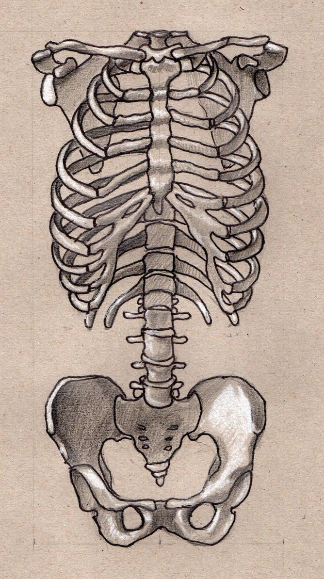 Анатомия скелет грудная клетка и таз