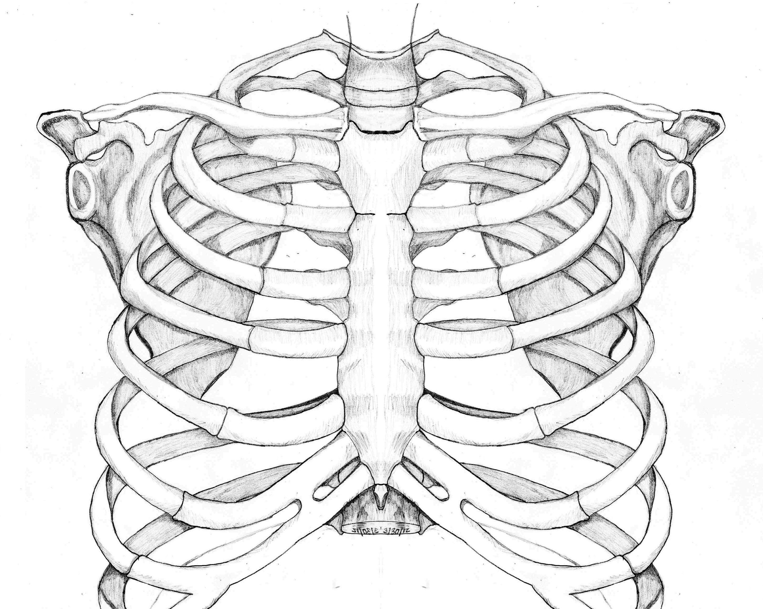 Легкие между ребер. Анатомия скелет грудной клетки ребра Грудина. Ребра скелета референс. Грудная клетка с ребрами и грудиной. Грудная клетка скелет референс.