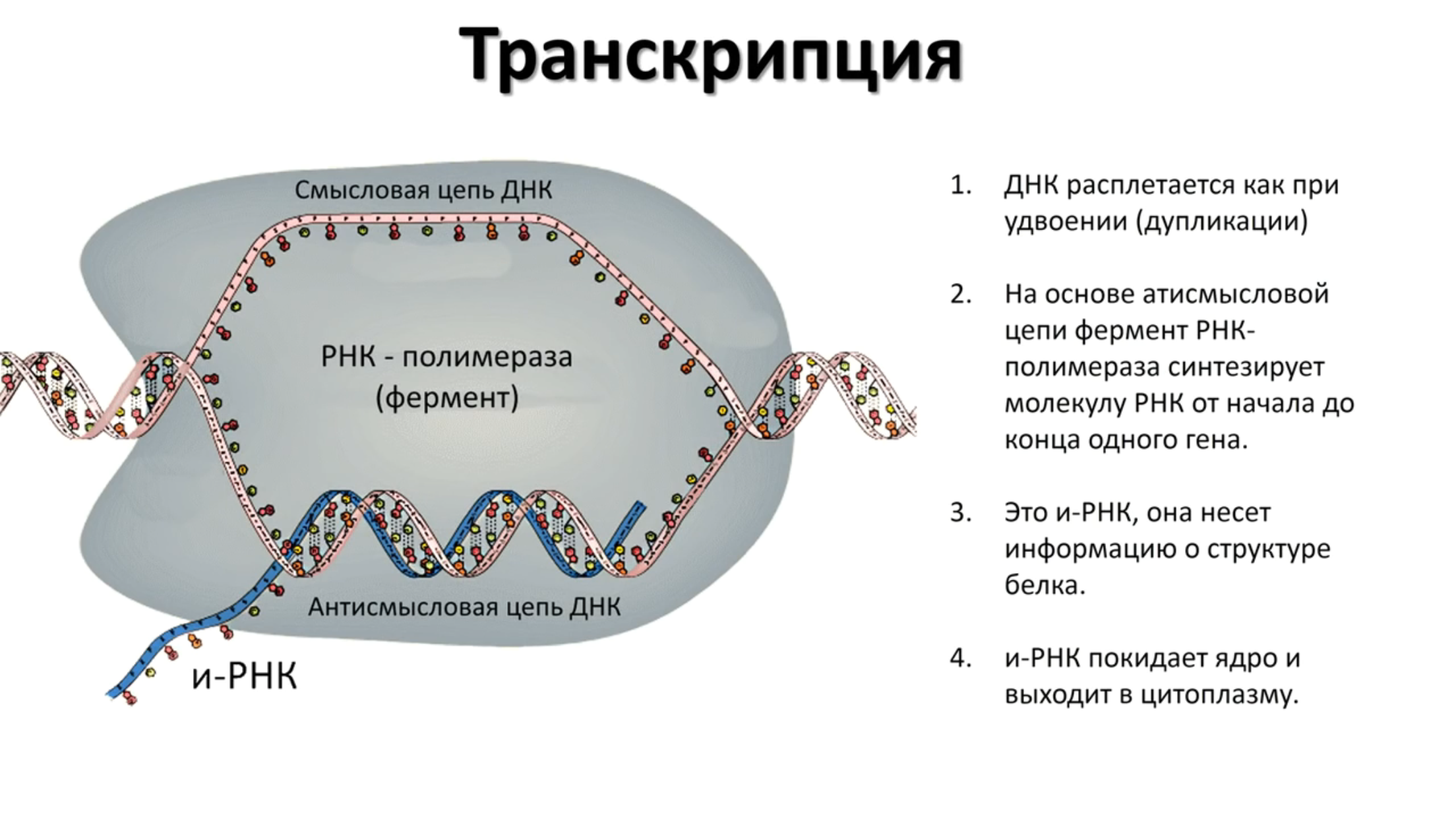 Матрицей является цепь днк. Синтез белка транскрипция и трансляция. Транскрибируемая цепь РНК. Схема процесса транскрипции. Транскрипция ДНК.
