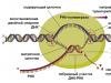 Транскрипция ДНК схема процесса