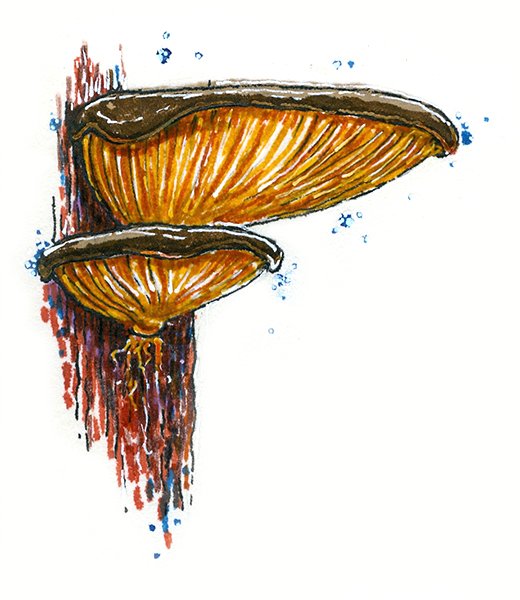 Гриб трутовик паразит рисунок