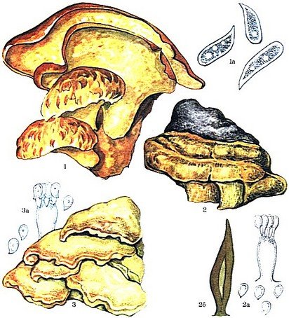 Гриб трутовик паразит рисунок