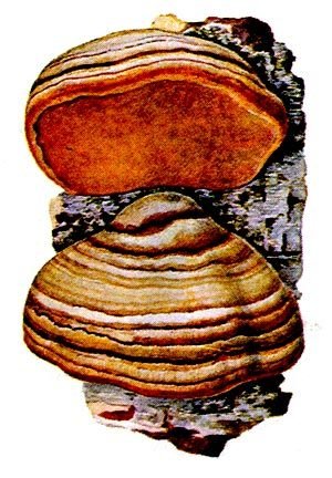 Пиптопорус берёзовый трутовик