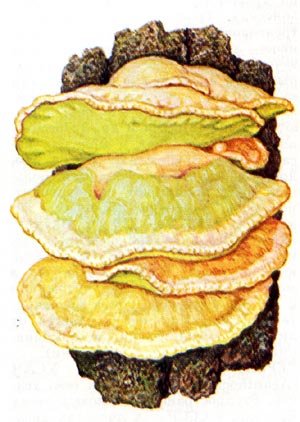 Строение гриба трутовика