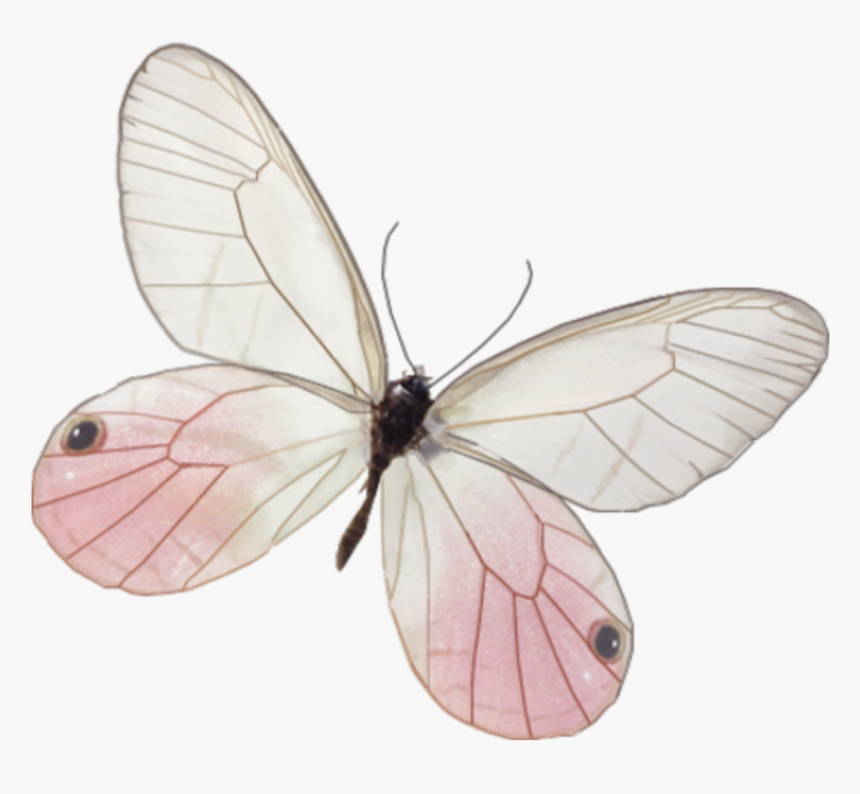 Бабочка бело розовая. Розовые бабочки. Бабочки бело розовые. Бабочка белая. Бабочки нежно розовые.