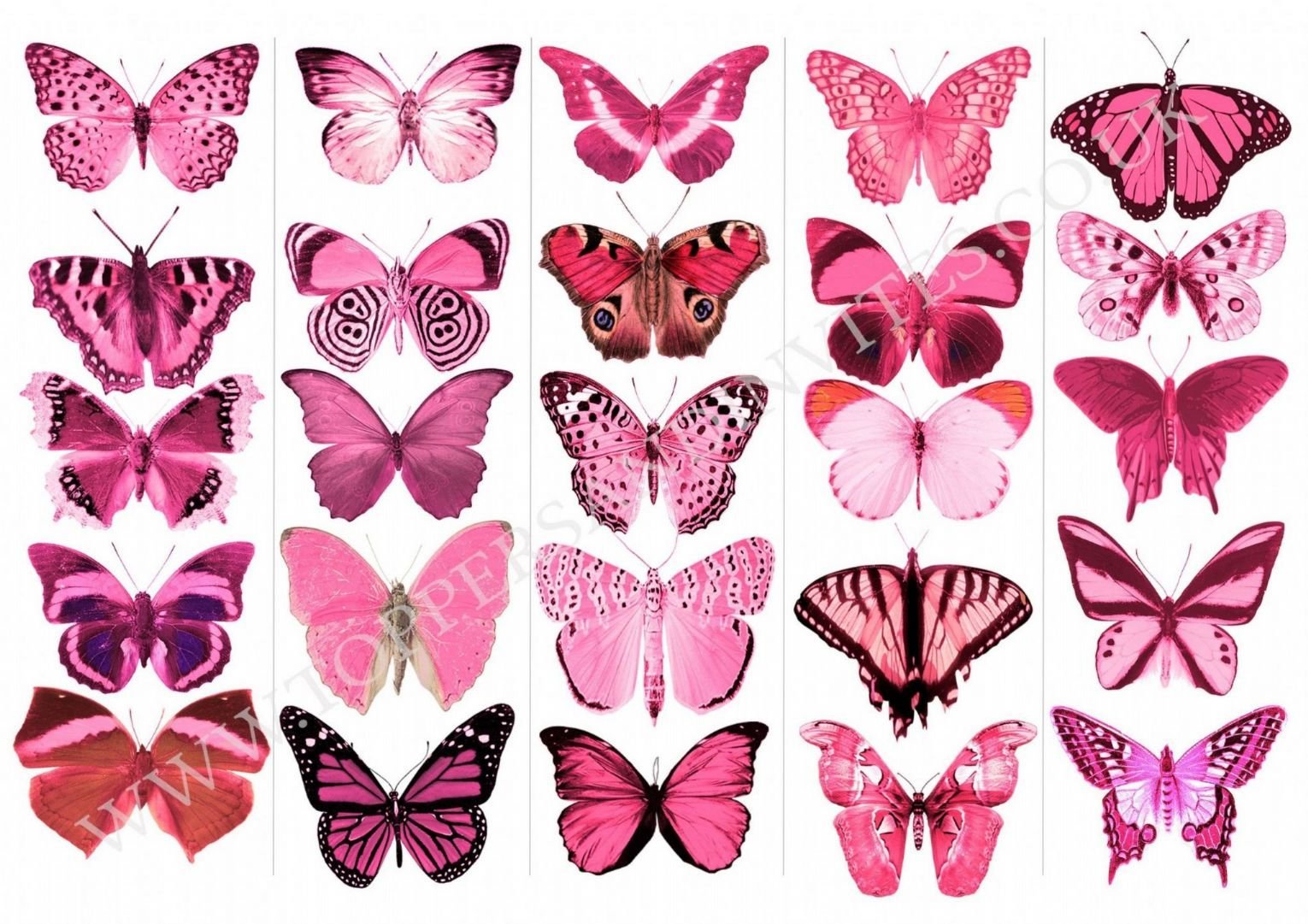 Бабочки розового цвета