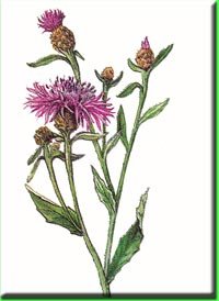 Василек Луговой гербарий