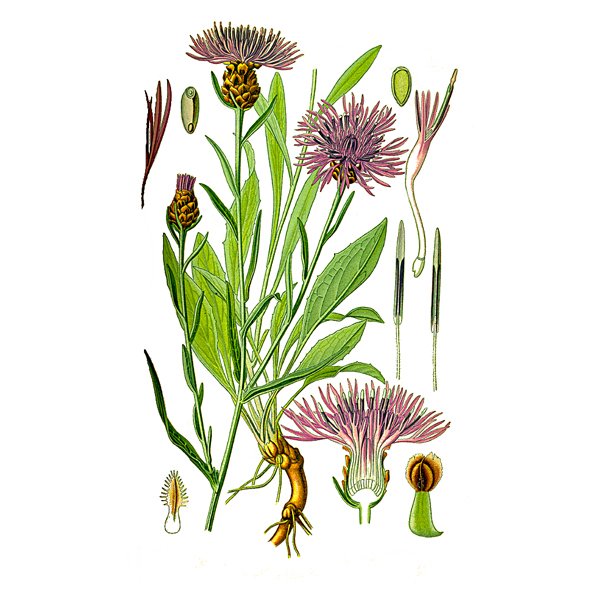 Василек многолетний Луговой