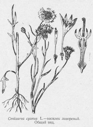 Василек Луговой листья