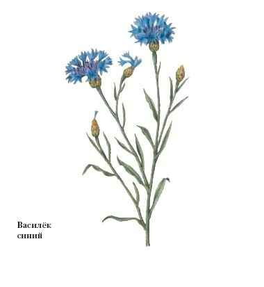 Василек Талиева рисунок