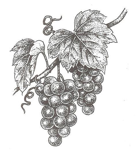 Виноградная лоза эскиз