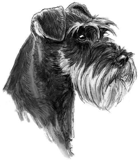 Шнауцер терьер карандаш