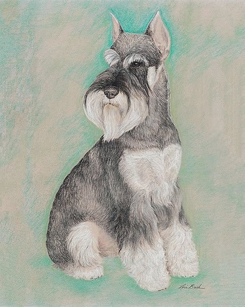 Цвергшнауцер трафарет