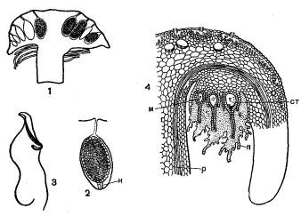 Строение антеридиев харовых водорослей